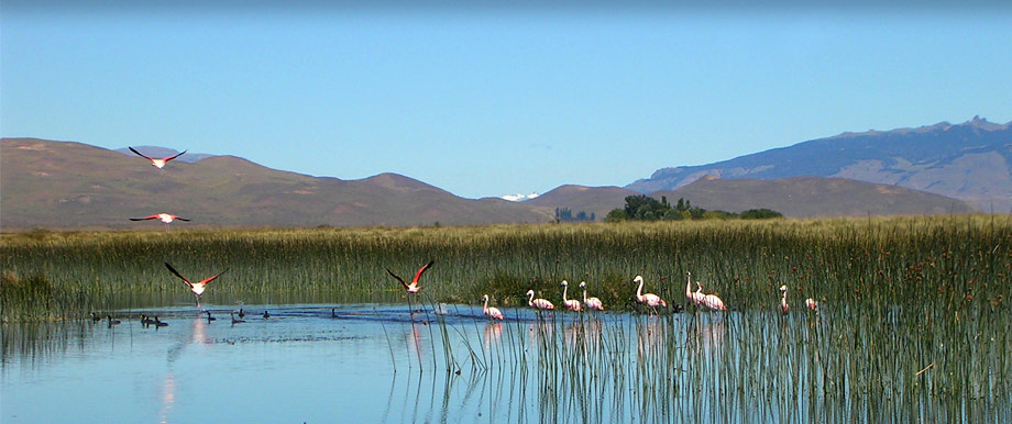 Bariloche Anglers